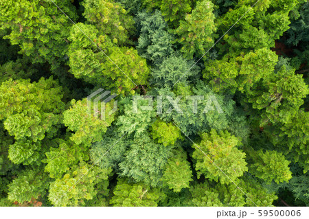 Aerial drone photo looking down on magical summer forest Aerial drone photo looking down on magical summer forest 59500006