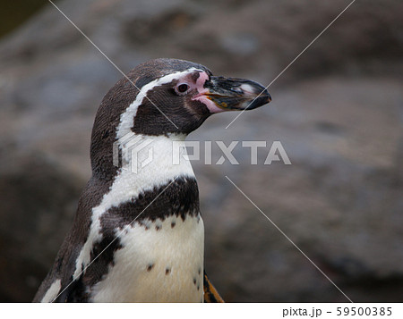 Humboldt Penguin 59500385