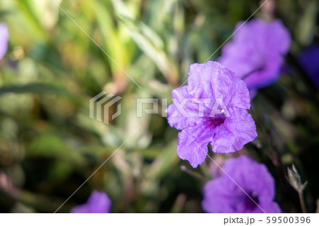 The background image of the colorful flowers 59500396