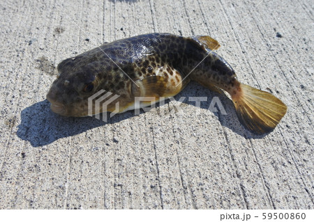 ヒガンフグ 59500860