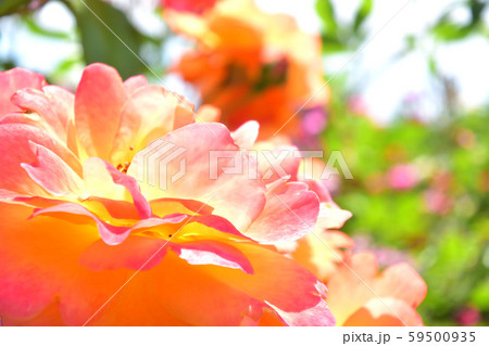 薔薇 ブラスバンド オレンジ 花 ズーム 薔薇 ブラスバンド オレンジ 花 ズーム 59500935