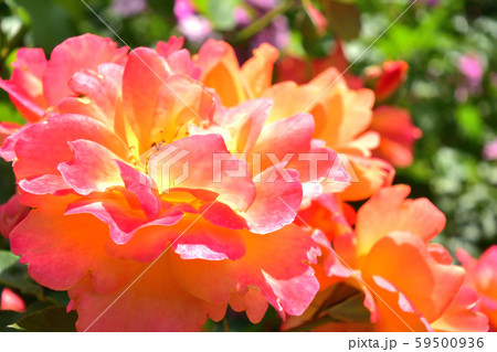 薔薇 ブラスバンド オレンジ 花 一輪 薔薇 ブラスバンド オレンジ 花 一輪 59500936