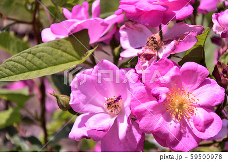 バラ　ラベンダードリーム　花弁 59500978