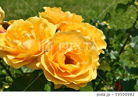 バラ アンバークイーン 黄色いバラ 黄金色 バラ アンバークイーン 黄色いバラ 黄金色 59500982