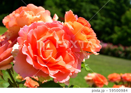 バラ　ブラスバンド　橙色　ズーム 59500984