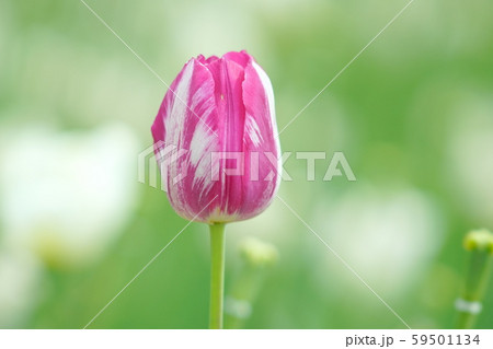 美しいチューリップ 59501134