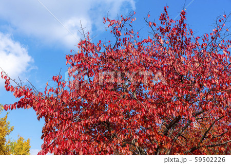 自然 風景 韓国 59502226