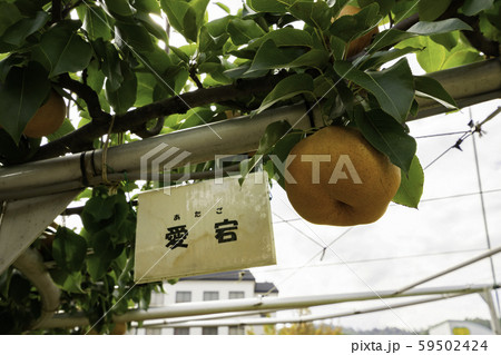 鳥取二十世紀梨記念館 なしっこ館 愛宕梨 鳥取県倉吉市 鳥取二十世紀梨記念館 なしっこ館 愛宕梨 鳥取県倉吉市 59502424