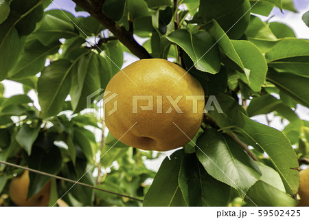 鳥取二十世紀梨記念館　なしっこ館　愛宕梨　鳥取県倉吉市 59502425