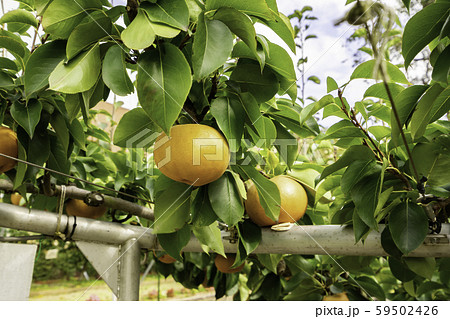 鳥取二十世紀梨記念館　なしっこ館　愛宕梨　鳥取県倉吉市 59502426