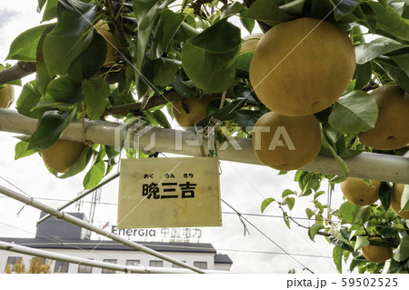 鳥取二十世紀梨記念館　なしっこ館　晩三吉梨　鳥取県倉吉市 59502525