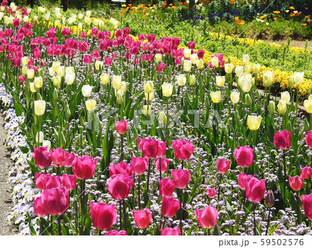 チューリップ Tulip チューリップ Tulip 59502576