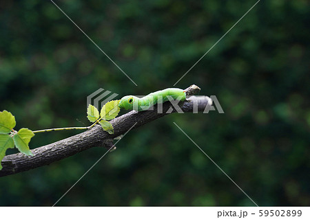The big green caterpillar on a branch in the garden. The big green caterpillar on a branch in the garden. 59502899