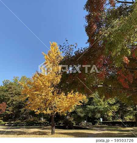 木 一本 イチョウ 59503726