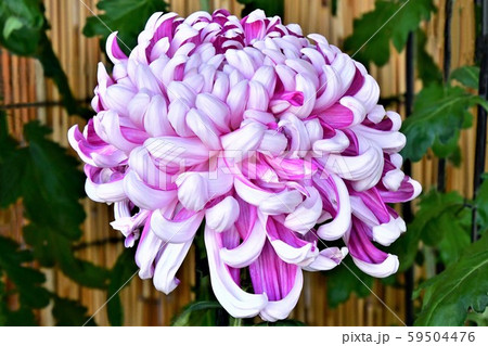 菊の花 菊の花 59504476