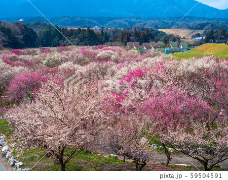 いなべ市梅林公園 59504591