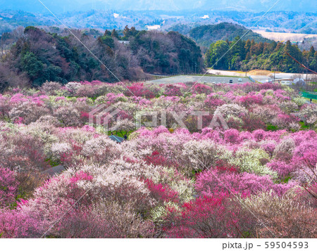 いなべ市梅林公園 59504593