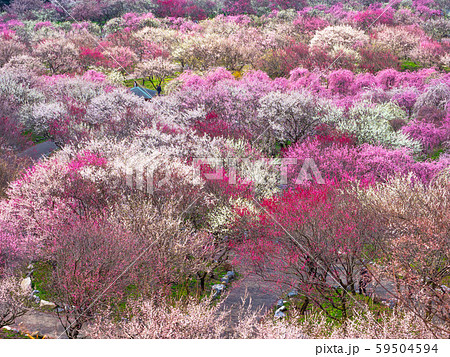いなべ市梅林公園 59504594