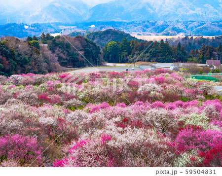 いなべ市梅林公園の写真素材