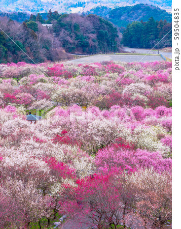 いなべ市梅林公園 いなべ市梅林公園 59504835