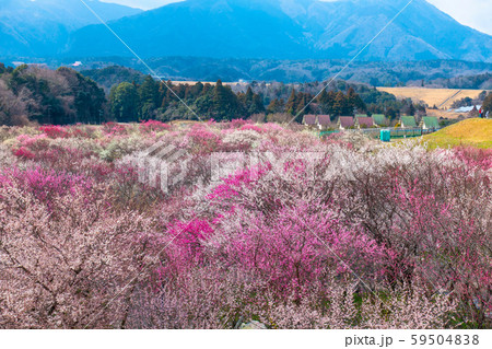 いなべ市梅林公園 いなべ市梅林公園 59504838