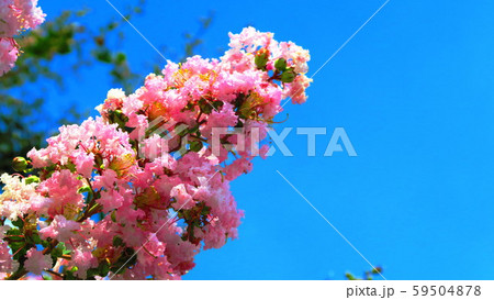 サルスベリ(百日紅)の花 サルスベリ(百日紅)の花 59504878