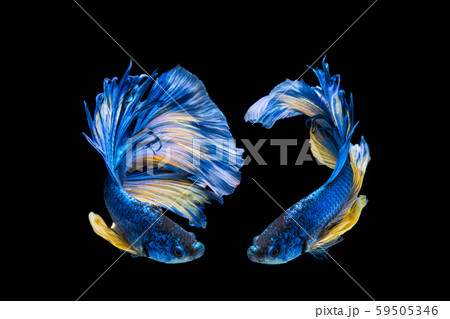 Blue and yellow betta fish, siamese fighting fish Blue and yellow betta fish, siamese fighting fish 59505346