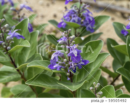 Close up of Vitex trifolia plant on the beach. 59505492