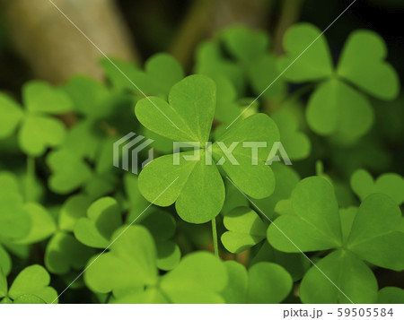 Close up Creeping lady's sorrel plant (Oxalis Close up Creeping lady's sorrel plant (Oxalis 59505584