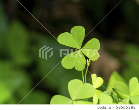 Close up Creeping lady's sorrel plant (Oxalis Close up Creeping lady's sorrel plant (Oxalis 59505585
