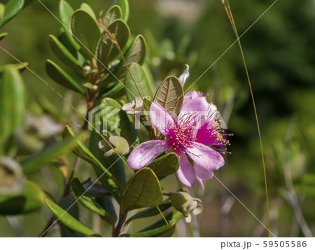 Close up of Downy myrtle flower. Close up of Downy myrtle flower. 59505586