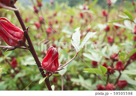 red roselle flowers 59505598
