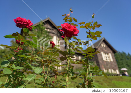 旧古河庭園薔薇と洋館 旧古河庭園薔薇と洋館 59506167