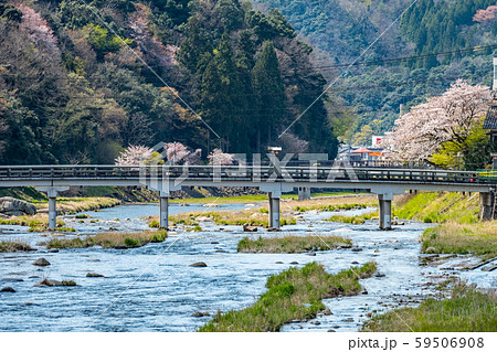 三朝温泉 春　桜 59506908