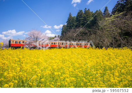 千葉県 小湊鉄道と菜の花畑２の写真素材