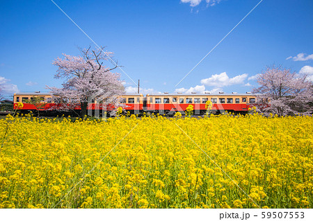 千葉県 小湊鉄道と菜の花畑１の写真素材