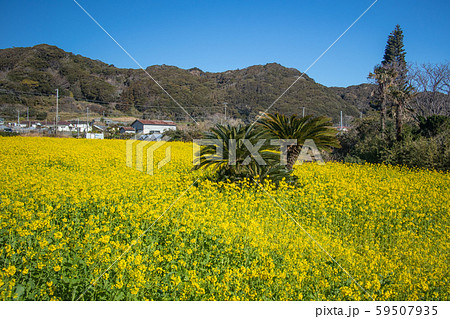 千葉県 南房総市和田 菜の花畑の写真素材