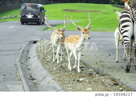 アフリカンサファリ 59508227