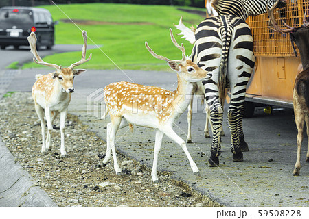 アフリカンサファリ 59508228