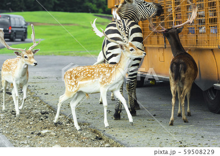 アフリカンサファリ アフリカンサファリ 59508229