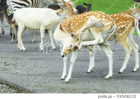 アフリカンサファリ 59508232