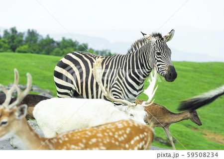 アフリカンサファリ 59508234