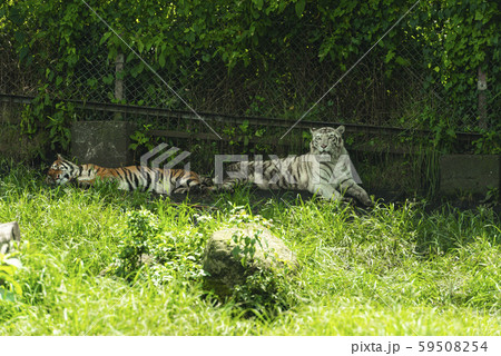 アフリカンサファリ 59508254