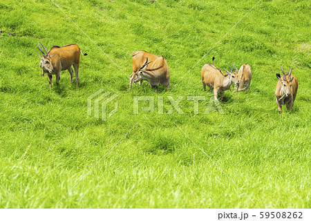 アフリカンサファリ 59508262