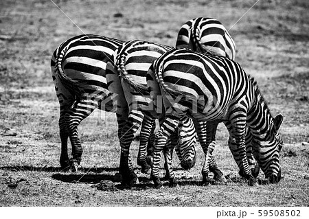 シマウマのお尻 59508502