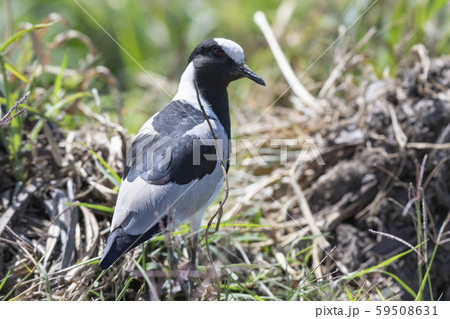 シロクロゲリ 59508631