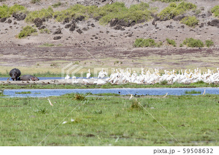 ペリカンの群れとカバ ペリカンの群れとカバ 59508632