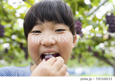 ぶどう狩りでぶどうを食べる女の子 59508633