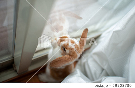 うさぎ 59508780