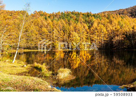 紅葉を映す御射鹿池 紅葉を映す御射鹿池 59508933